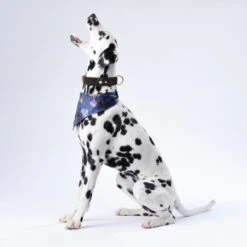 Olixar Genuine Leather Apple AirTags Dog Collar - Large - Black -OtterBox Store d 206