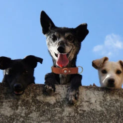 Olixar Genuine Leather Apple AirTags Dog Collar - Medium - Brown -OtterBox Store e 147