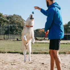 Olixar Genuine Leather Apple AirTags Dog Collar - Large - Brown -OtterBox Store e 167